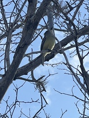 Myiarchus magnirostris