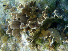 Millepora complanata