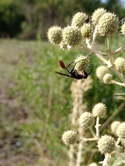 Sphecidae