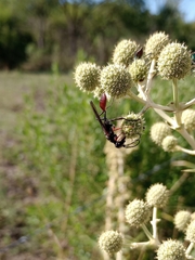 Sphecidae