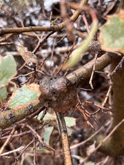 Andricus chrysolepidicola