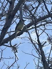 Myiarchus magnirostris