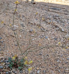 Eriogonum trichopes
