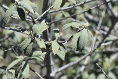 Frangula californica ursina