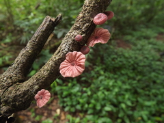 Moniliophthora perniciosa