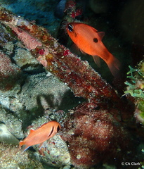 Apogon maculatus