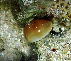 Cypraeidae