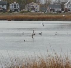 Ardea herodias