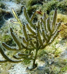 Pterogorgia citrina
