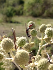 Sphecidae