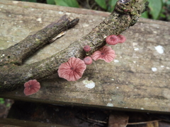 Moniliophthora perniciosa