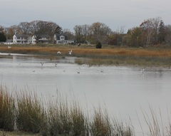 Larus