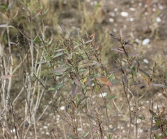 Iva frutescens