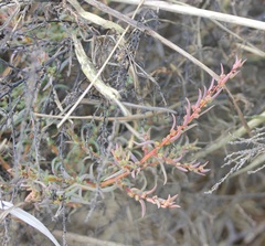 Suaeda maritima