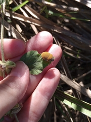 Orsilochides leucoptera