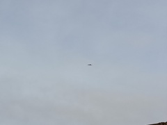 Milvus milvus