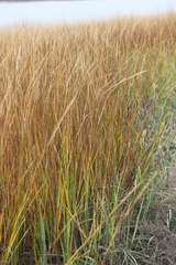 Sporobolus alterniflorus