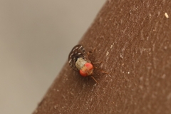 Ulidiidae