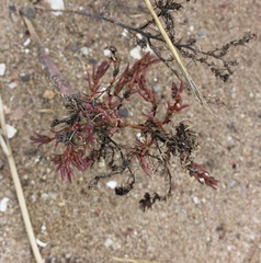 Suaeda maritima