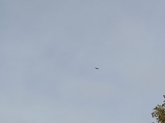 Milvus milvus
