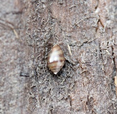 Melampus bidentatus