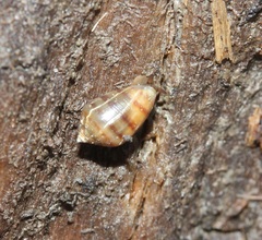 Melampus bidentatus