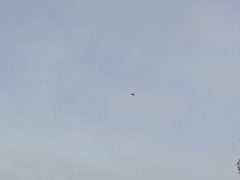 Milvus milvus