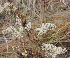 Solidago sempervirens
