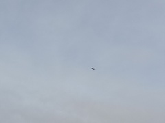 Milvus milvus
