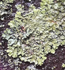 Phaeophyscia hispidula