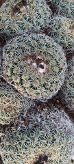 Coryphantha pallida