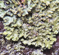 Phaeophyscia hispidula