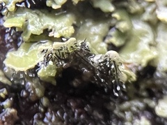 Phaeophyscia hispidula