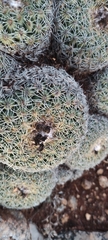Coryphantha pallida