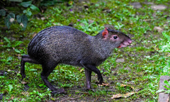 Dasyprocta fuliginosa