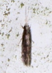 Agraylea