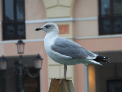 Larus michahellis