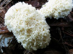 Fuligo septica