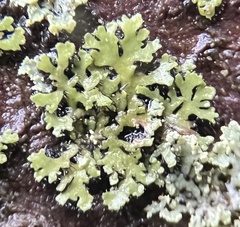 Phaeophyscia hispidula