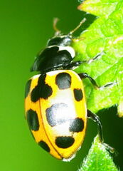Ceratomegilla notata