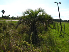 Butia odorata