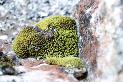 Hypodontium pomiforme