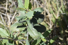 Frangula californica ursina