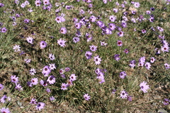 Catananche caerulea image