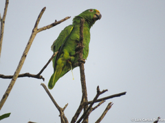 Amazona ochrocephala