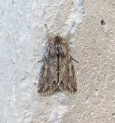 Supralathosea baboquivariensis