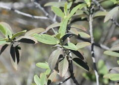 Frangula californica ursina