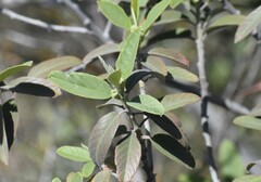 Frangula californica ursina