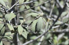 Frangula californica ursina