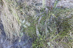 Lobelia eckloniana